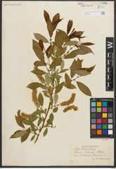 Foto von Salix triandra L.